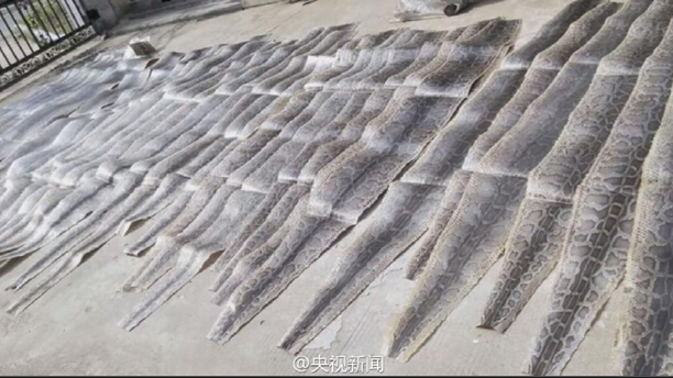 山东警方收缴非法走私蟒皮961张