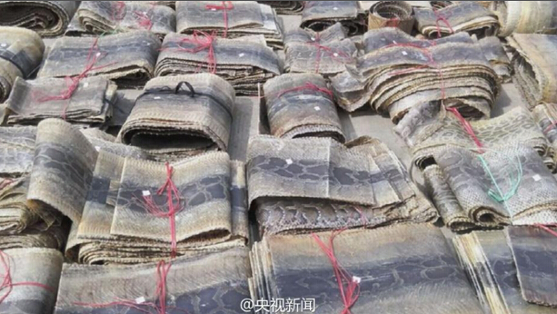 山东警方收缴非法走私蟒皮961张