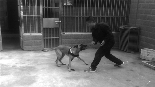 训导员对缉毒犬进行训练