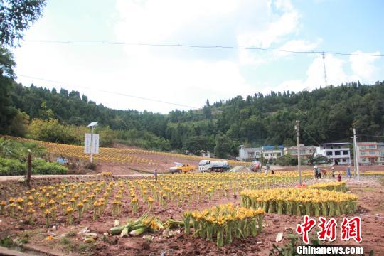 图为拱市村种植的“千叶佛莲”。　蒋东宏 摄